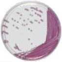chromID Salmonella: chromogenic culture media for Salmonella rapid detection